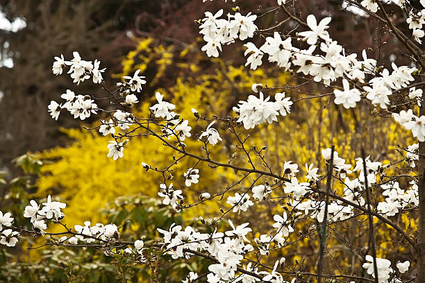 White Magnolia and yellow Forsythia in spring. "White magnolia in back light. From my garden outside of Oslo, in the early spring.Lightbox:" Magnolia stock pictures, royalty-free photos & images