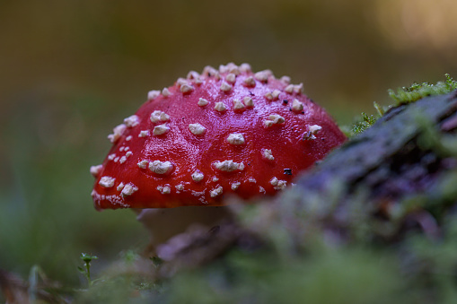 Closeup of a bright and shiny red Amanita Muscaria mushroom, a very poisonous fungus. Growing in green moss in a forest in Germany