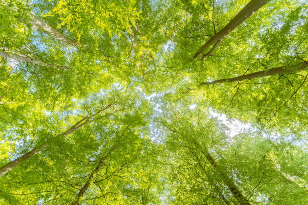 istock early autumn forest with setting sun shining through leaves and branches. Nature, environment and sustainability concepts, beech trees and sunstar 1739508215