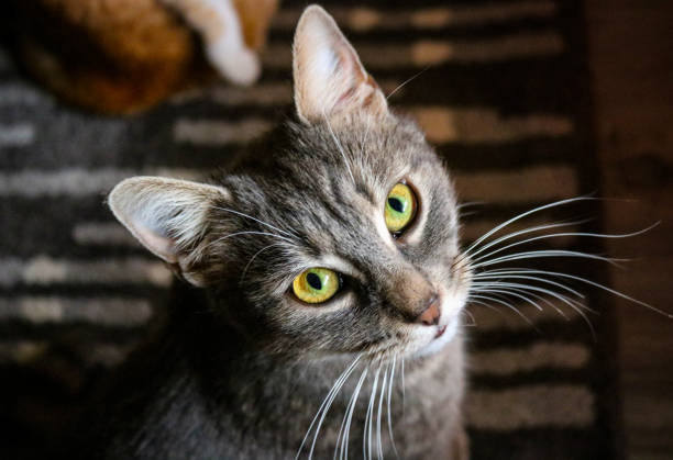 istock Portrait of a tabby cat 1739508227