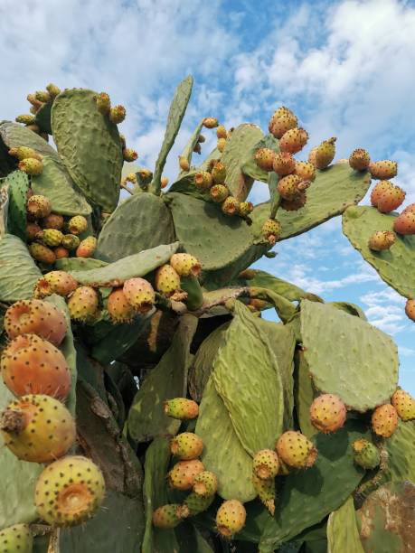 과일과 의욕적 인 배나무 - sicily cactus desert italian culture 뉴스 사진 이미지