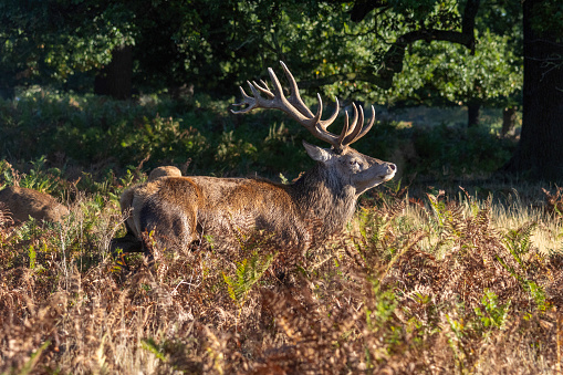 Red deer stag in the morning sun rise in bushy park