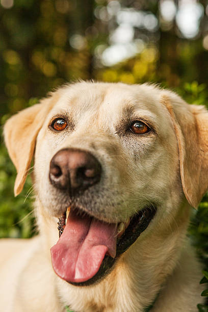 istock Yellow Labrador Retriever 173952674