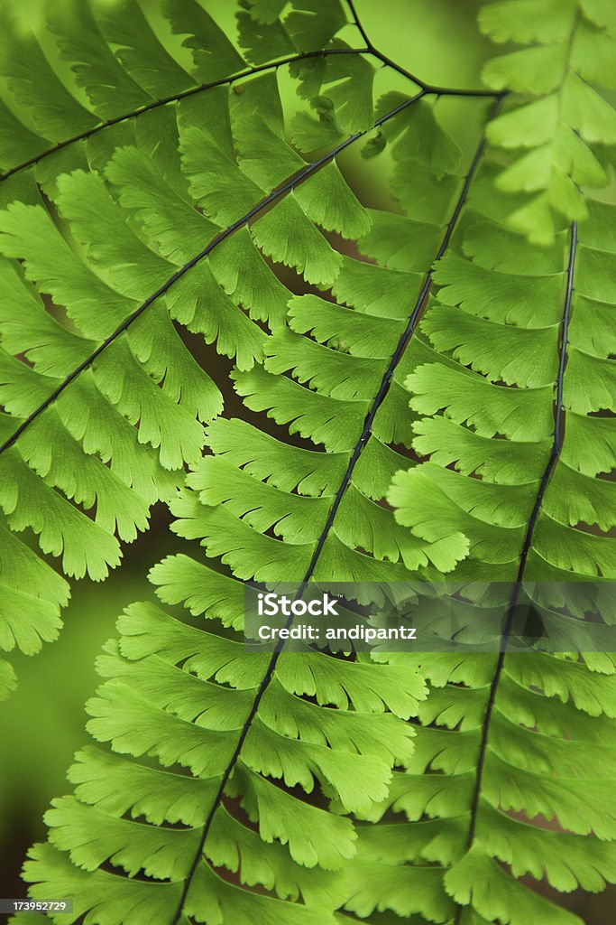 Felce Maidenhair - Foto stock royalty-free di Ambientazione esterna