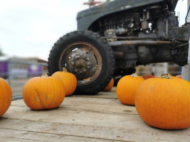 Pumpkins, Munchkins and Squashes stock photo