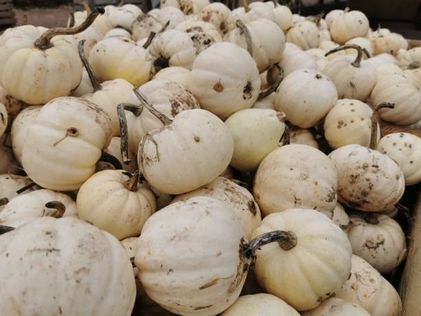 istock Pumpkins, Munchkins and Squashes 1739529435