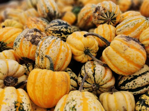 istock Pumpkins, Munchkins and Squashes 1739529455