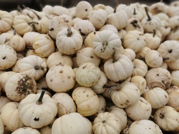 istock Pumpkins, Munchkins and Squashes 1739529478