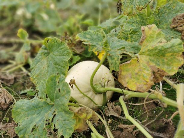 Pumpkin Patch stock photo