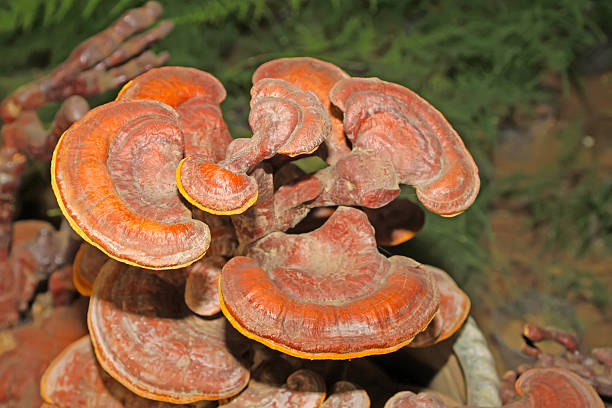 ganoderma lucidum - orange mushroom asia brown zdjęcia i obrazy z banku zdjęć