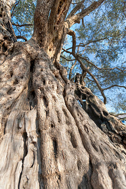 オリーブの木 - olive tree tree root old ストックフォトと画像