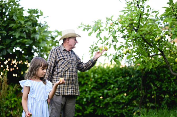 grandfather teaching grandchild girl learning to grow and care fruits in a garden. - casual granddaughter farmer expressing positivity imagens e fotografias de stock