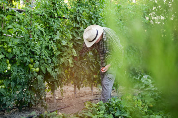 istock retired elderly man working in a vegetable garden. 1739535350