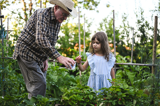 Grandfather gardener with a little girl working in a farm.