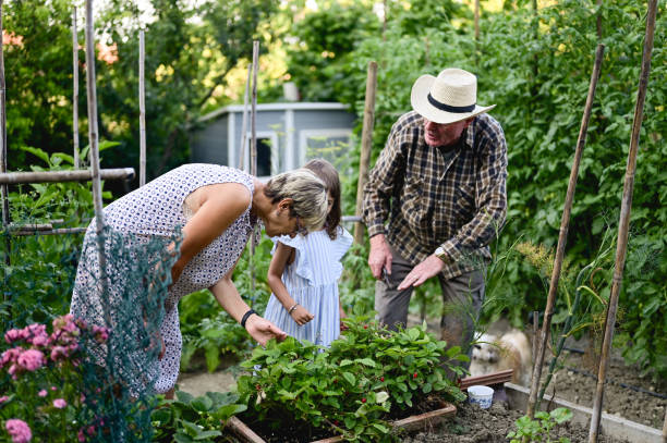 istock family picking strawberries in a garden. 1739536445