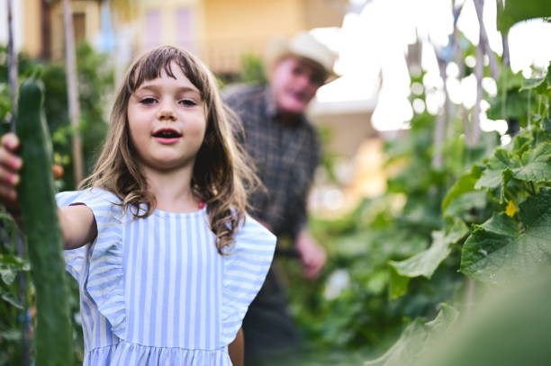 fille d’âge préscolaire heureuse cueillant des concombres avec grand-mère dans un potager. - casual granddaughter farmer expressing positivity photos et images de collection