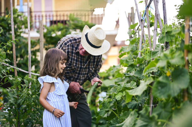 nonno che raccoglie verdure biologiche in una fattoria con il nipote. - casual granddaughter farmer expressing positivity foto e immagini stock