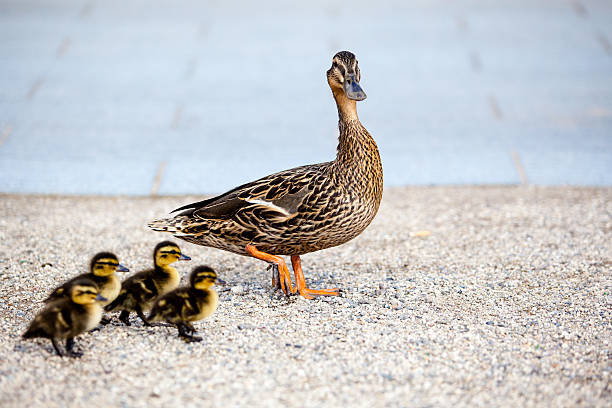 istock Family of ducks 173953715