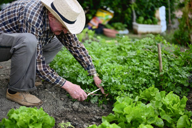 istock senior man picking up organic parsley. 1739538050