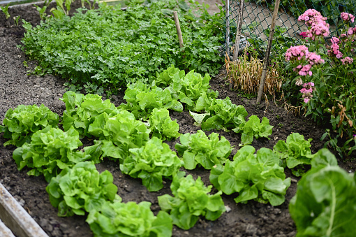 fresh lettuce growing up in a green garden.