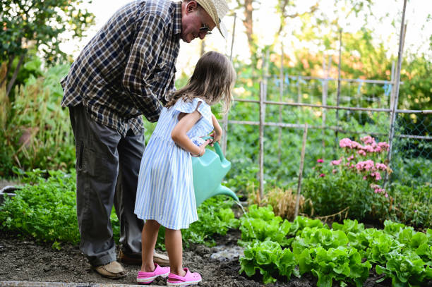 rear view of a family watering lettuce. - casual granddaughter farmer expressing positivity imagens e fotografias de stock