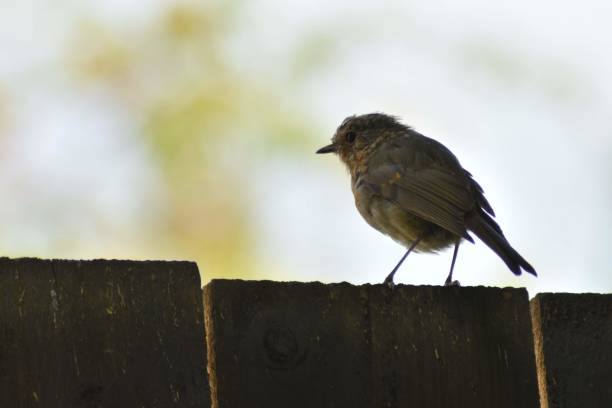 istock The Robin Fledling 1739576296