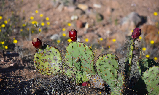 Beavertail Cacti (Opuntia basilaris) is one of the most beautiful flowering plants in Joshua Tree National Park, California. A rare view in this arid desert after uncommon rain showers.