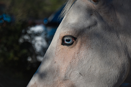 Big blue eye on Texas horse