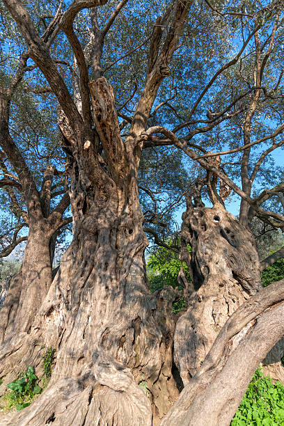 オリーブの木 - olive tree tree root old ストックフォトと画像