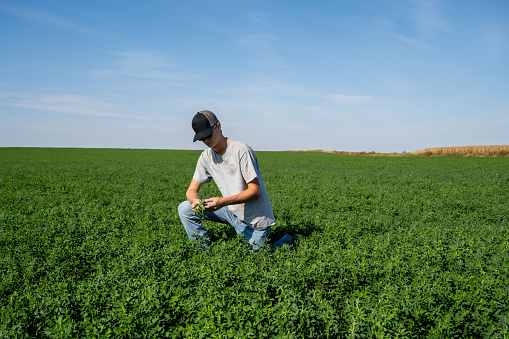 Generation Z farmer checking second-year alfalfa field