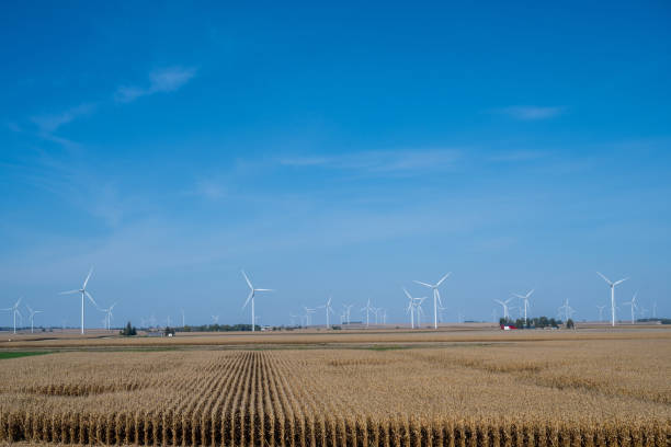 Fields of corn with windmills in the background