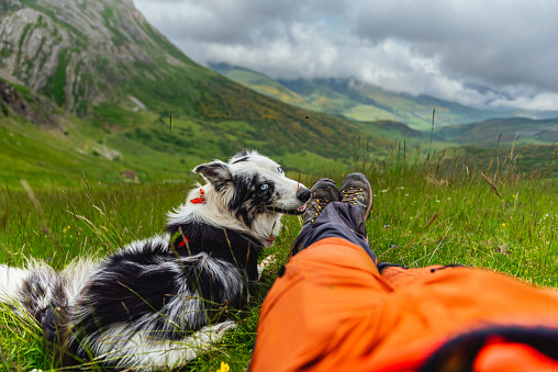 Border collie breed dog with blue eyes looking sweetly at its owner in the mountains. Sheepdog in the mountains. Pov of mountaineer resting lying on the mountain after a day of hiking