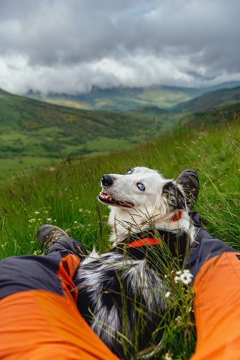 Border collie breed dog with blue eyes looking sweetly at its owner in the mountains. Sheepdog in the mountains. Pov of mountaineer resting lying on the mountain after a day of hiking