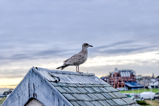 St Andrews, Scotland - September 22, 2023: A seagull atop the clubhouse at the Jubille Golf Course in St Andrews Scotland