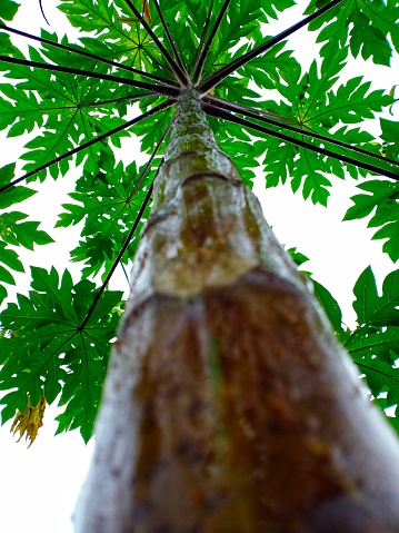 Low angle view of tropical papaya tree