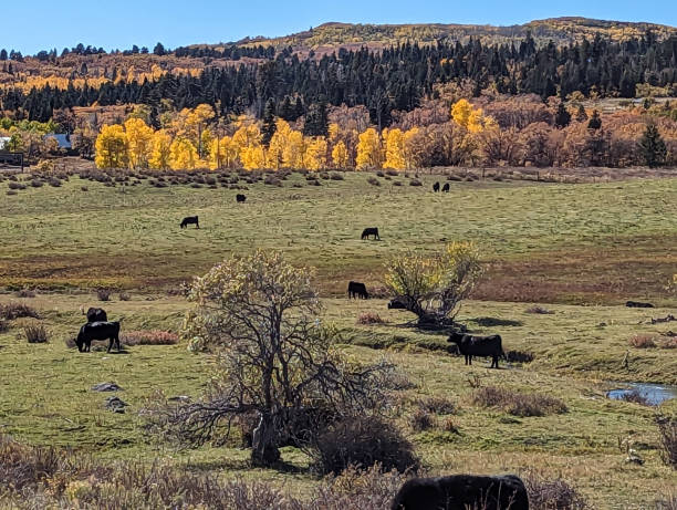 istock Kolob Mountain Pastures in Autumn 1739601186