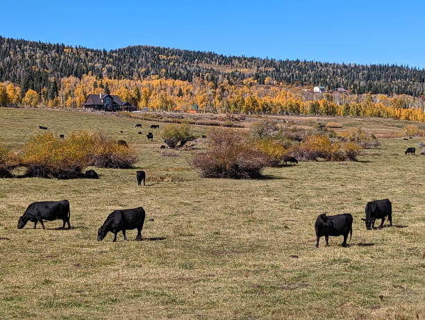 istock Kolob Mountain Pastures in Autumn 1739601197