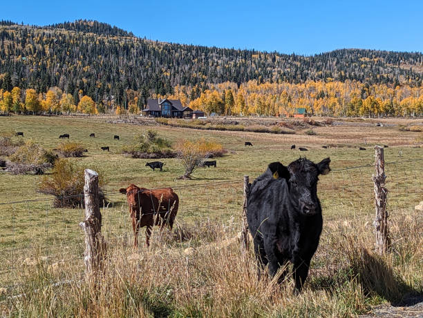 istock Kolob Mountain Pastures in Autumn 1739601735