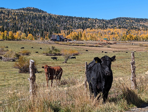 Kolob Mountain pastures in autumn near the turn-off to Lava Point in Zion National Park Utah in October 2023 and beef cattle grazing in mountain pastures.