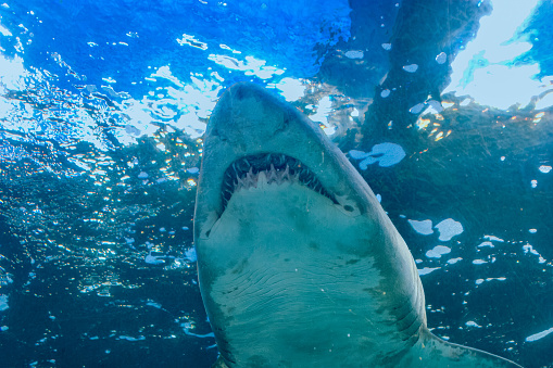 The open mouth of a shark swimming in an aquarium. Several teeth can be seen.