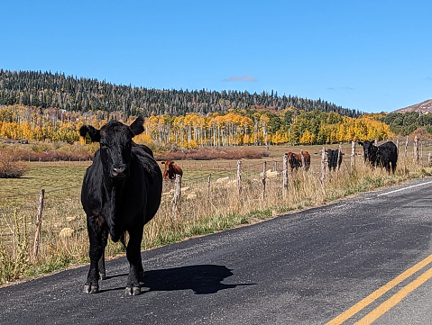 Kolob Mountain pastures in autumn near the turn-off to Lava Point in Zion National Park Utah in October 2023 and beef cattle grazing in mountain pastures.