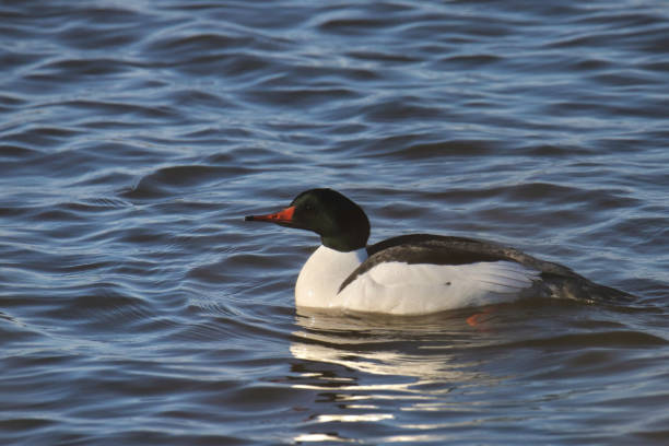 istock Common Merganser (mergus merganser) (male) swimming in a lake 1739602274