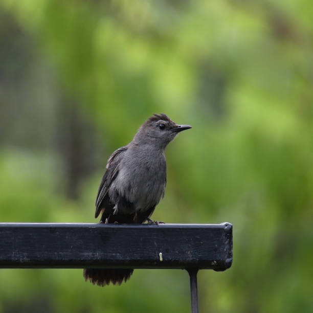 istock Gray Catbird (dumetella carolinensis) perched metal railing 1739602295