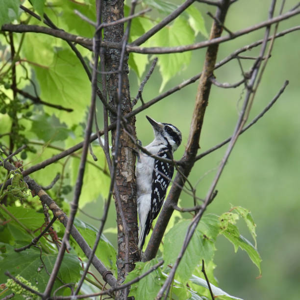 istock Hairy Woodpecker (picoides villosus) (female) perched on the trunk of a small tree 1739602807