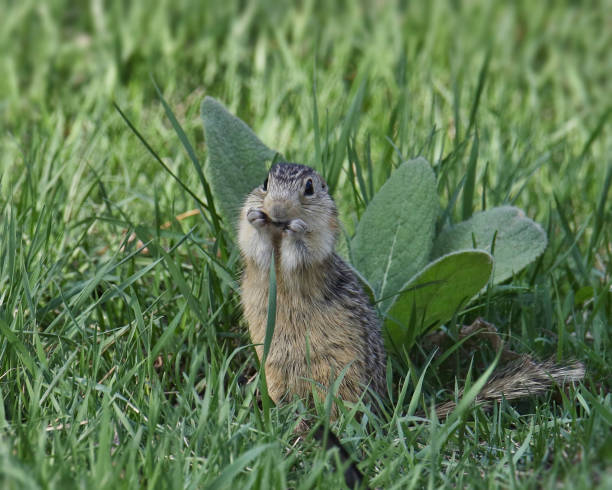 istock Thirteen-lined Ground Squirrel (ictidomys tridecemlineatus) munching on a blade of grass 1739602814