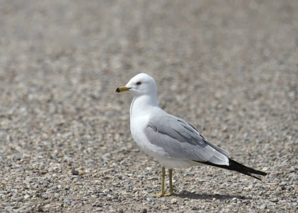 istock Ring-billed Gull (larus delawarensis) standing on a gravel road 1739602822