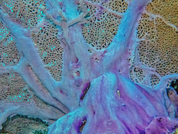 gorgonia flabellum,venusfächer - flabellum stock-fotos und bilder