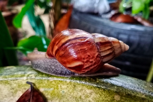 Snail crawling on a vase