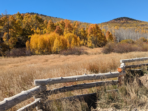 Autumn colors above Kolob Reservoir on Cedar Mountain near Zion National Park Utah in mid-October 2023