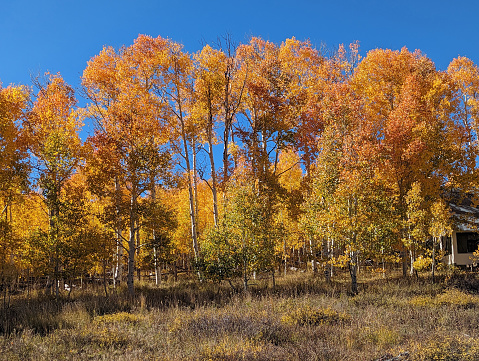 Autumn colors above Kolob Reservoir on Cedar Mountain near Zion National Park Utah in mid-October 2023